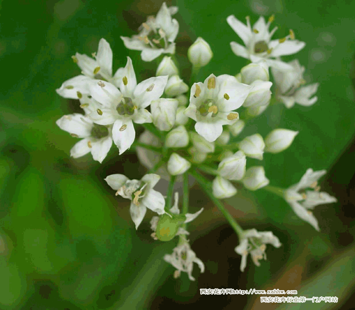 韭菜花