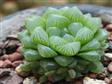 2012迷你多肉植物—多肉植物的选购