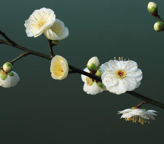 梅花形状宫内环是啥样的