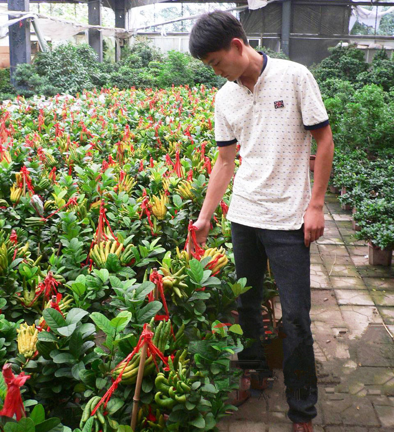 近日,记者在山东青州市黄楼镇的花卉市场采访时了解到,盆栽手很