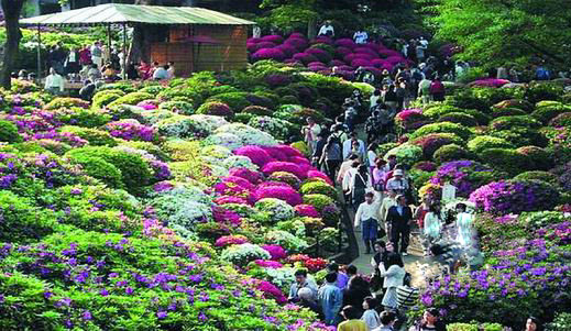 西安花卉网,西安 花卉市场 网