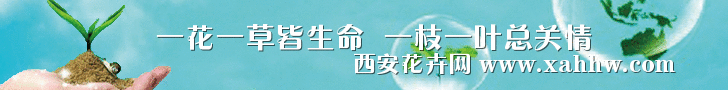 鲜切花产业欣逢机遇亟待升级