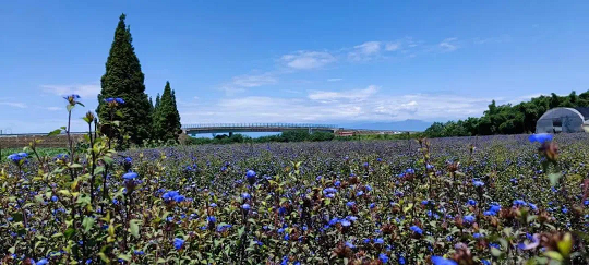 “蓝角柱”花海景观|成都世园会